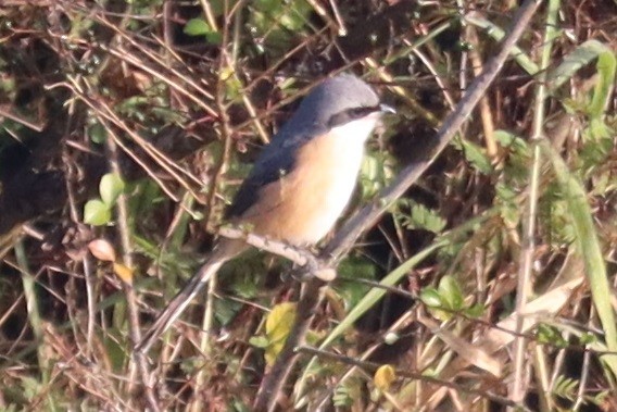 Gray-backed Shrike - ML647344667