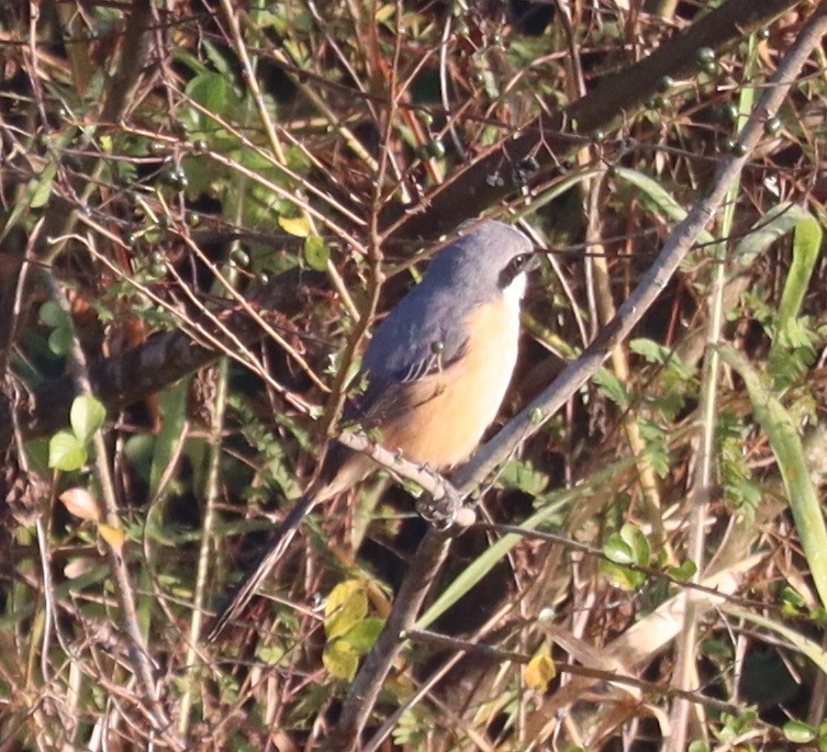 Gray-backed Shrike - ML647344668