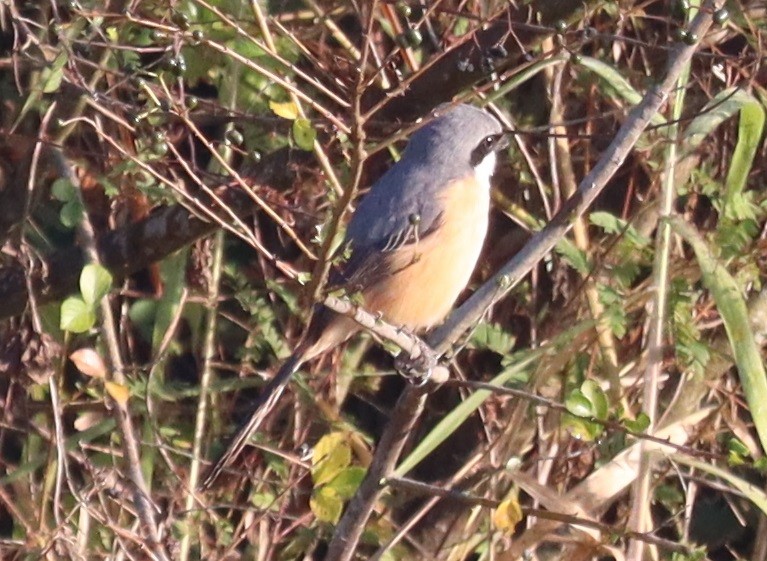 Gray-backed Shrike - ML647344669