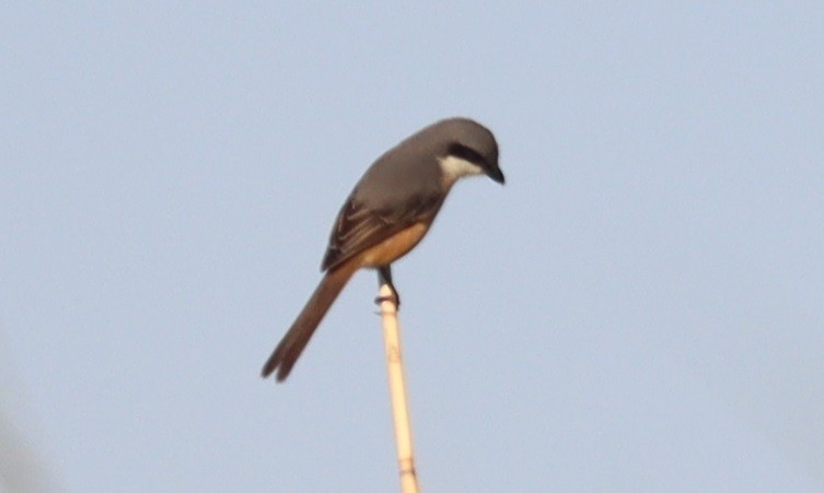 Gray-backed Shrike - ML647344670