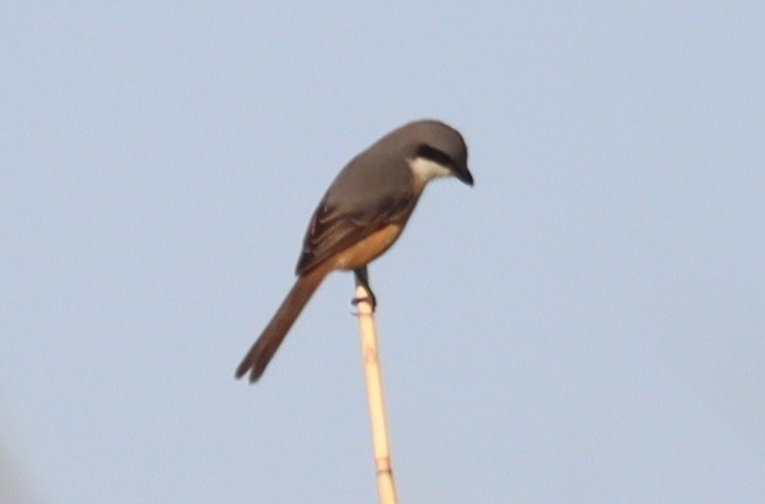 Gray-backed Shrike - ML647344671