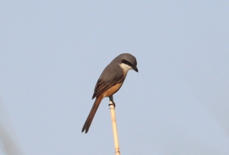 Gray-backed Shrike - ML647344672