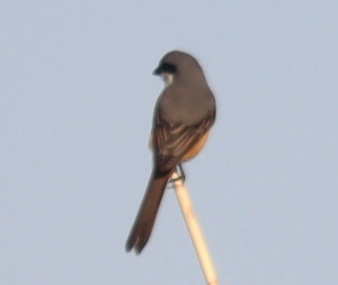 Gray-backed Shrike - ML647344673