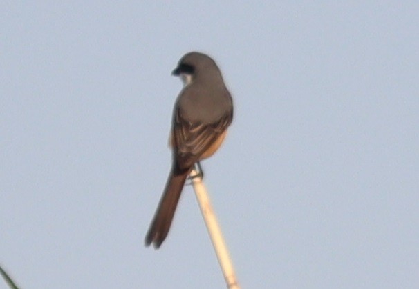 Gray-backed Shrike - ML647344674