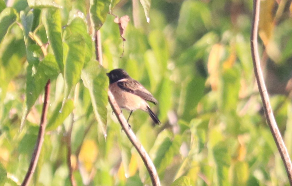 Pallasschwarzkehlchen - ML647344686