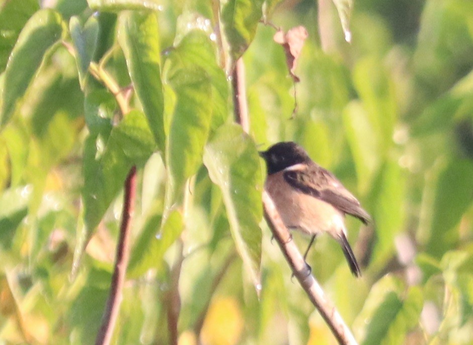 Pallasschwarzkehlchen - ML647344687