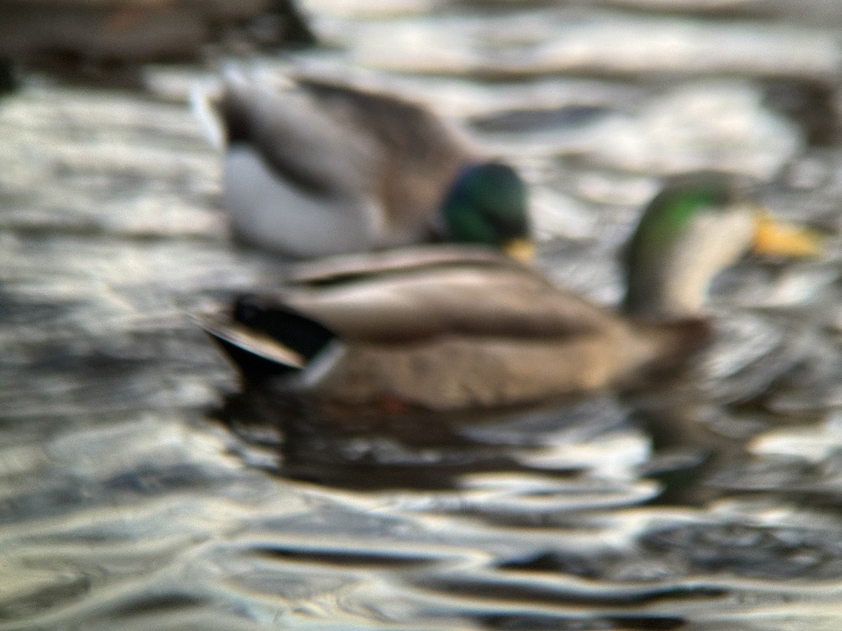 Mallard x American Black Duck (hybrid) - ML647344690