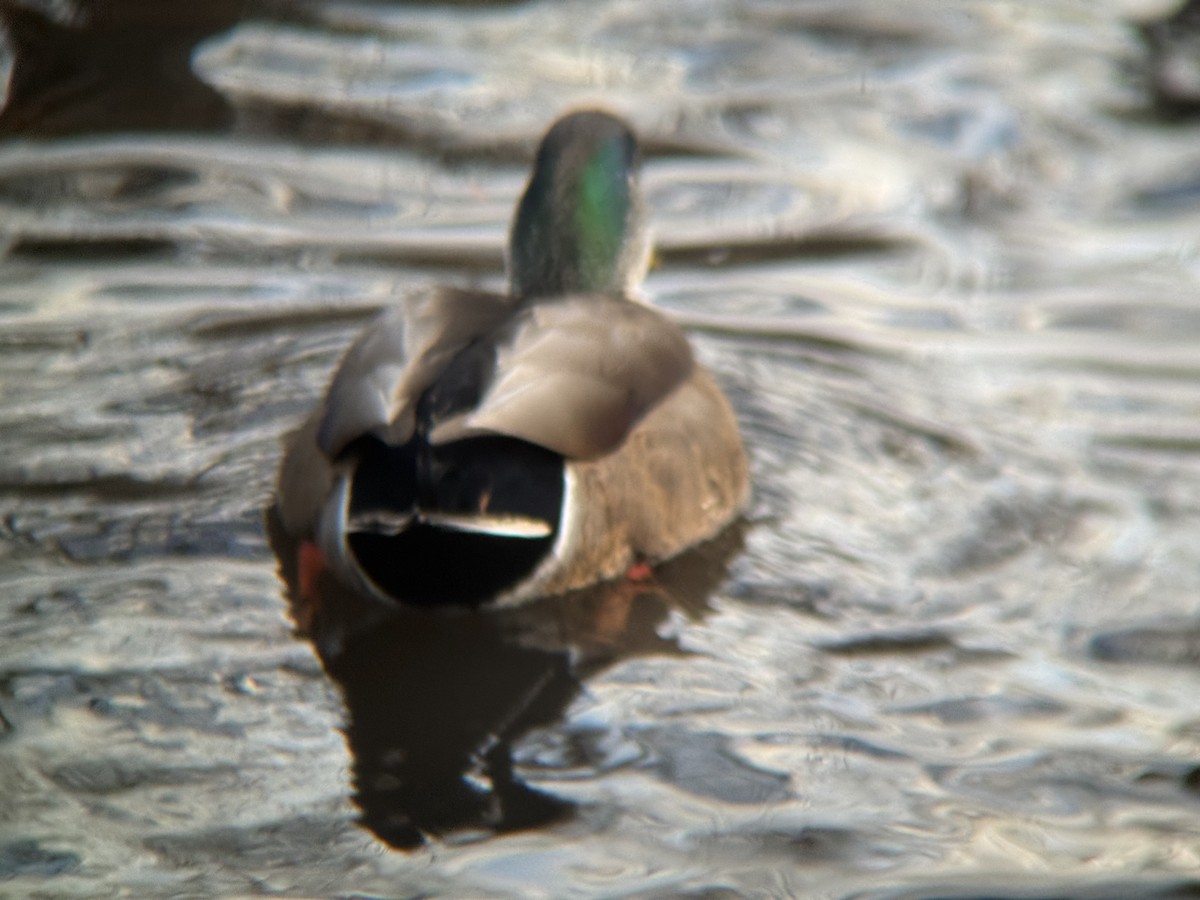 Mallard x American Black Duck (hybrid) - ML647344691