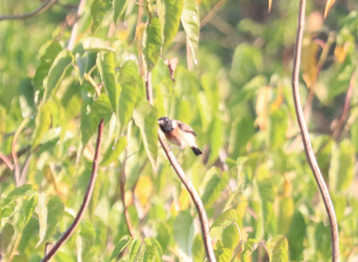 Chestnut Munia - ML647344693