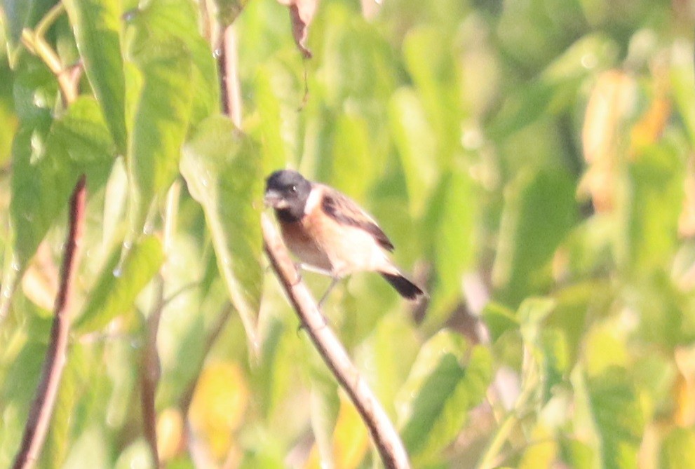 Chestnut Munia - ML647344694