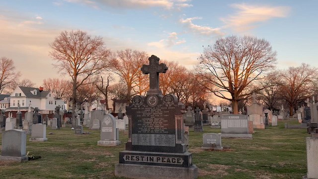 vrána americká - ML647344698