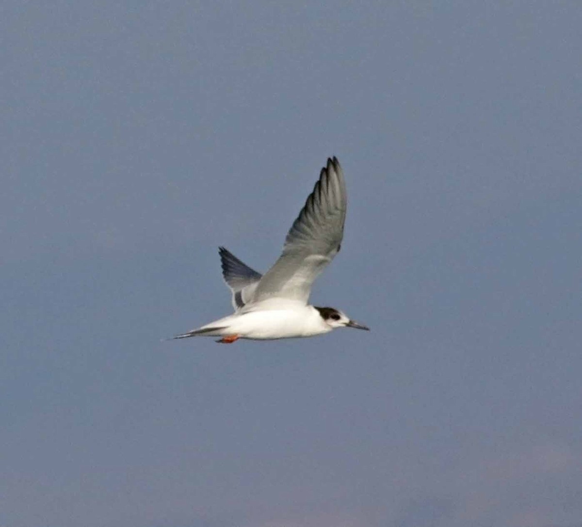 Common Tern - ML647344721