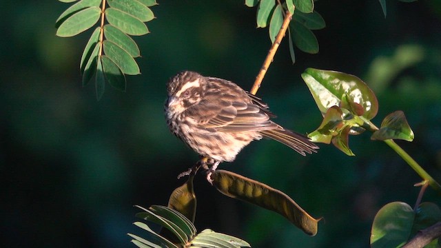 Streaky Seedeater - ML647344726