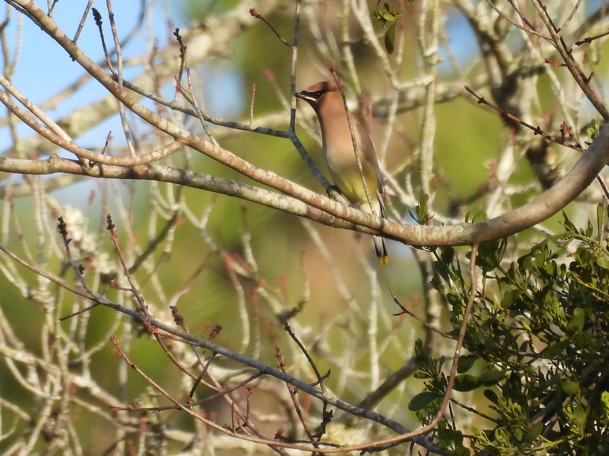 ヒメレンジャク - ML647344732