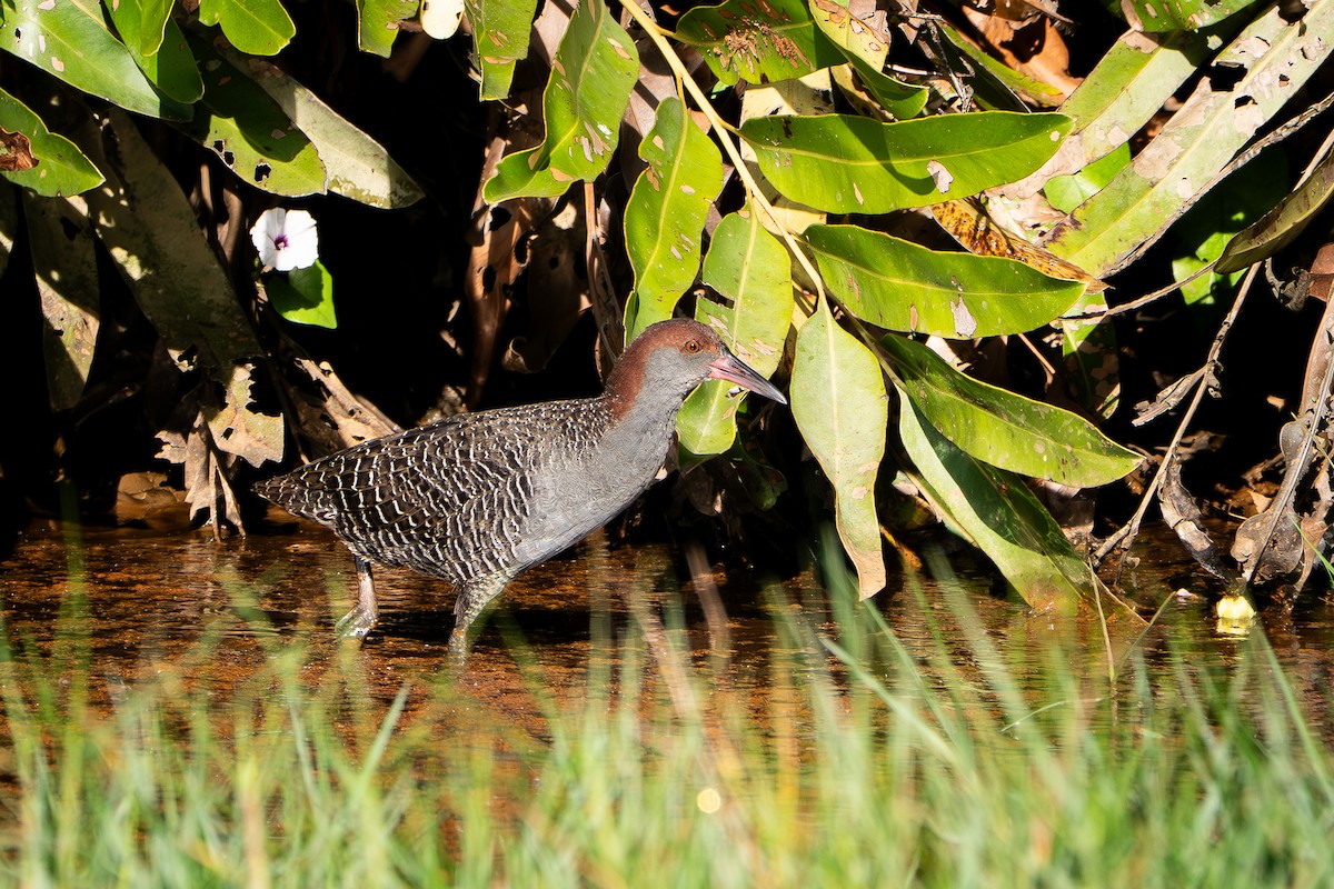 Slaty-breasted Rail - ML647344736