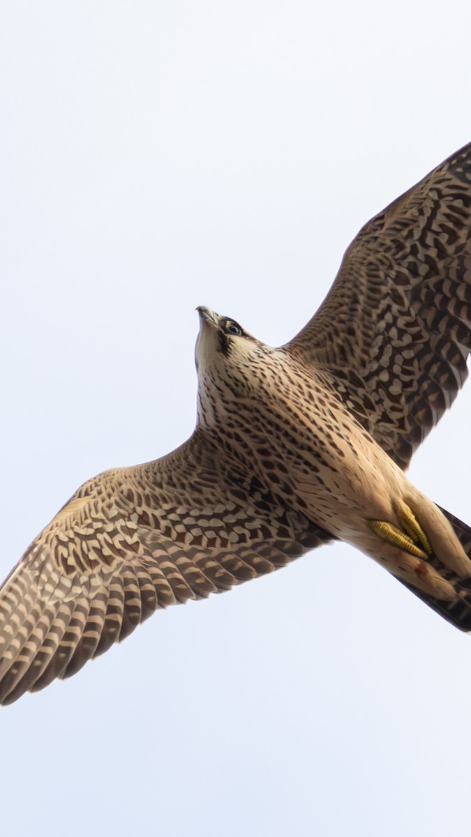 Faucon pèlerin - ML647344737