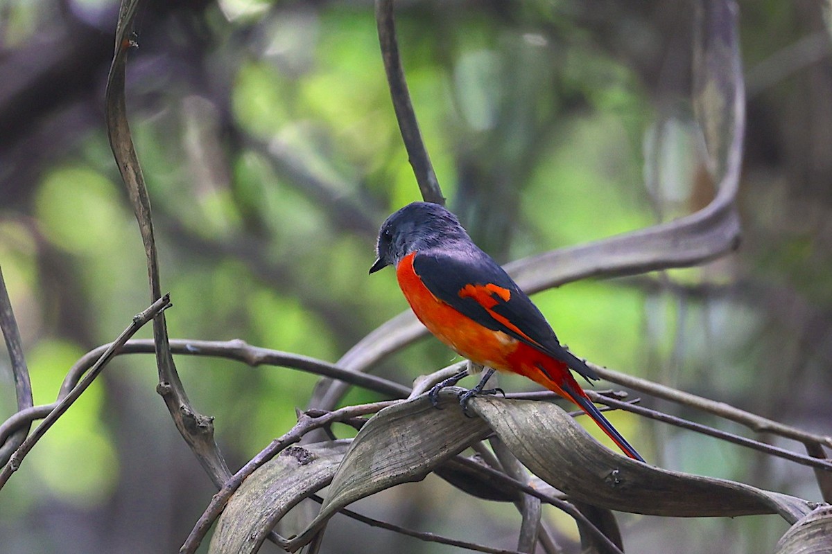 gråhakemønjefugl (solaris gr.) - ML647344739