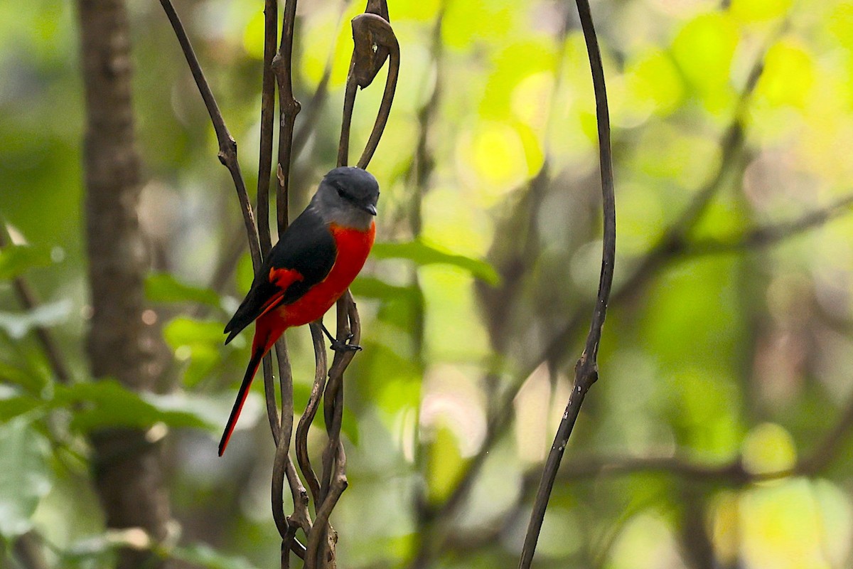 gråhakemønjefugl (solaris gr.) - ML647344740