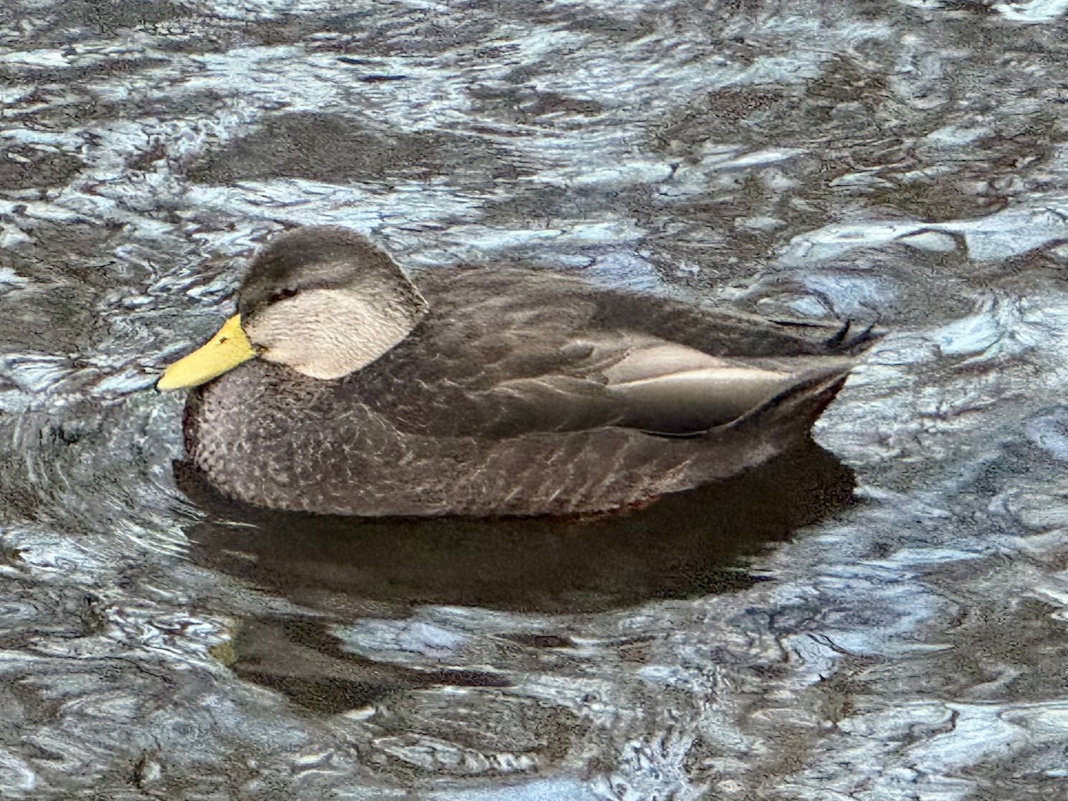 American Black Duck - ML647344743