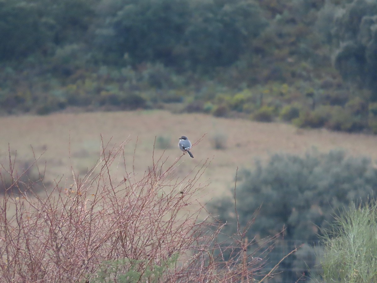 Iberian Gray Shrike - ML647344744