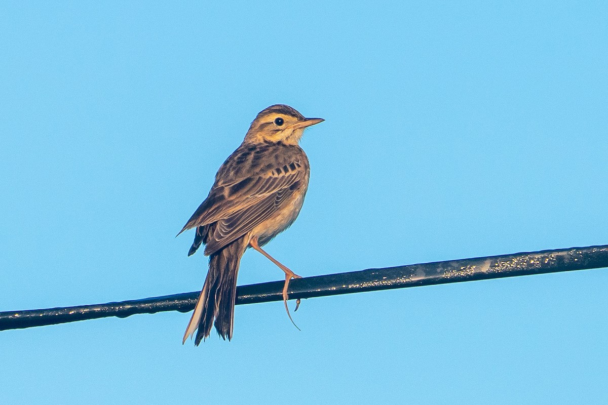 Richard's Pipit - ML647344747