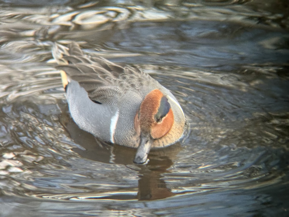 Green-winged Teal - ML647344755
