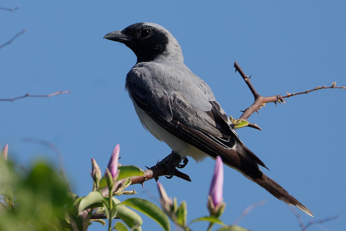 Black-faced Cuckooshrike - ML647344771