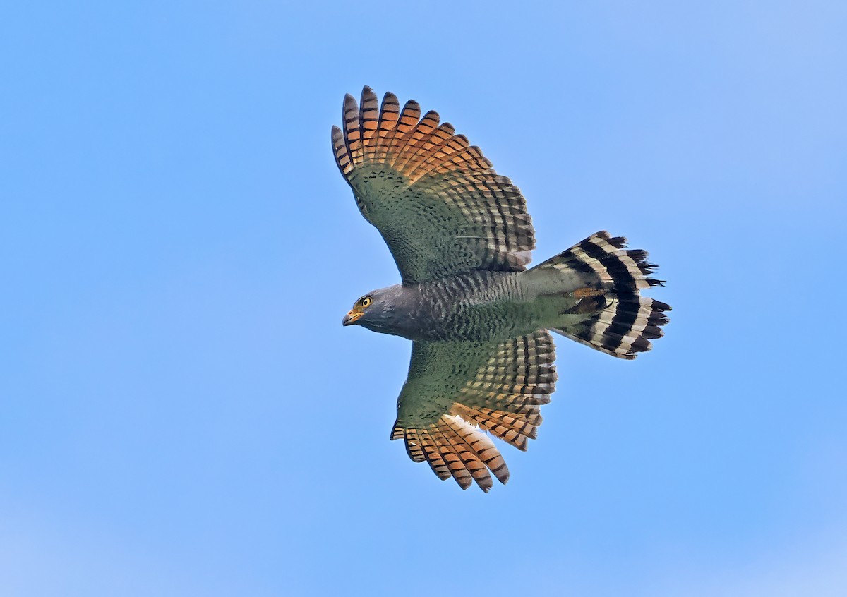 Roadside Hawk - ML647344777