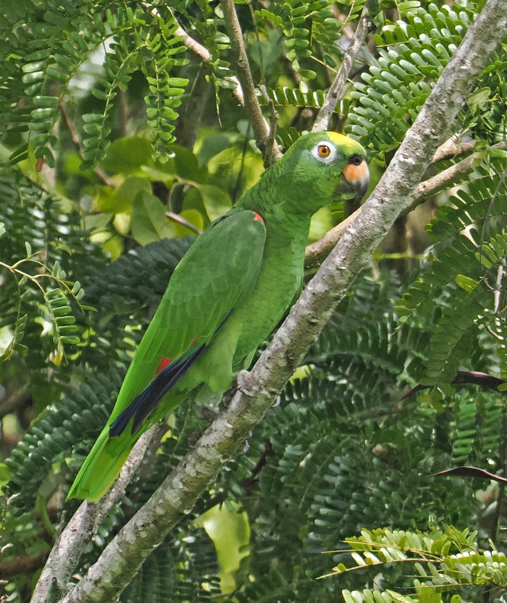 Yellow-crowned Amazon - ML647344806