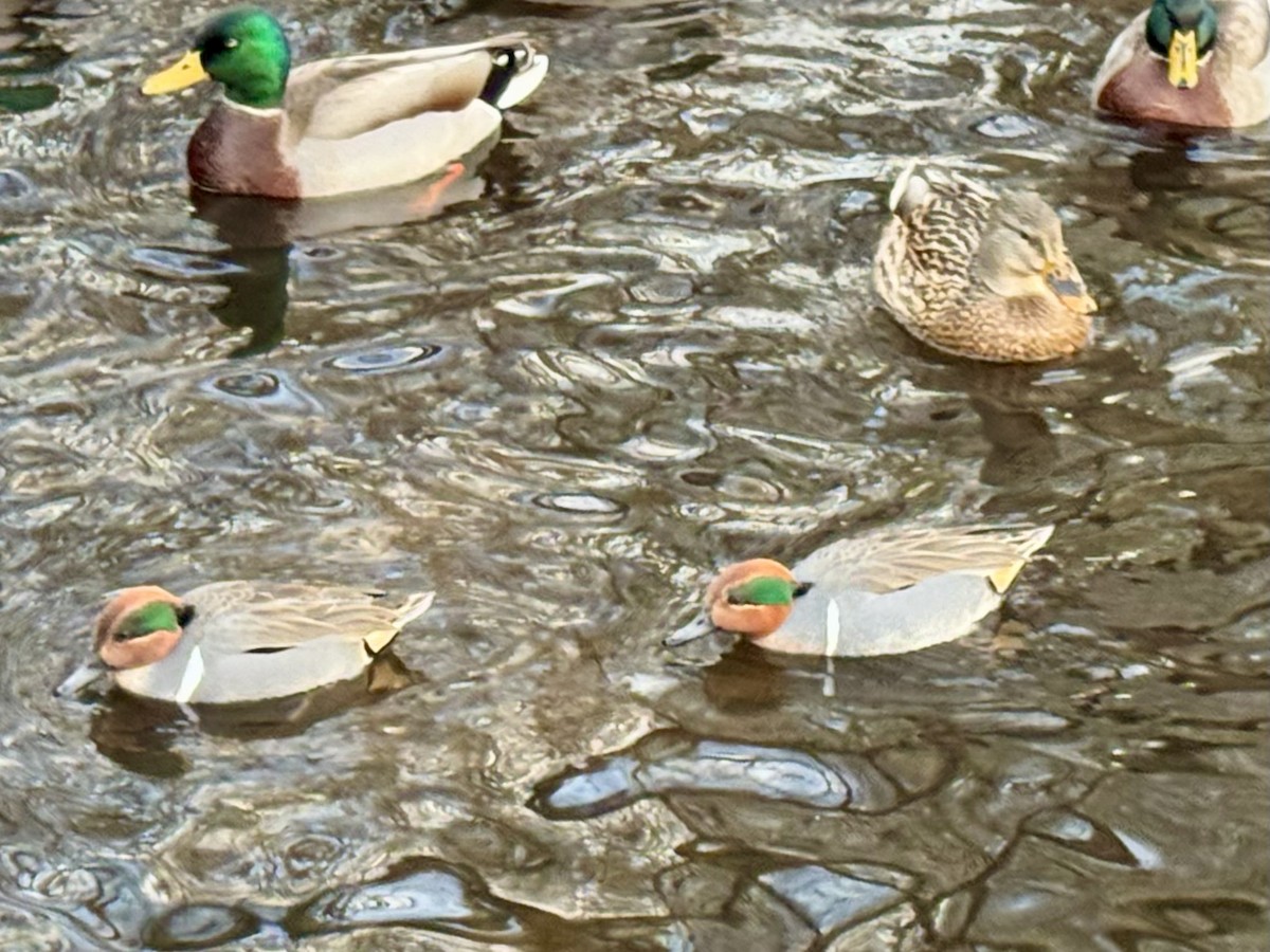 Green-winged Teal - ML647344815