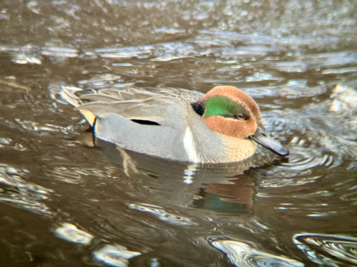 Green-winged Teal - ML647344816