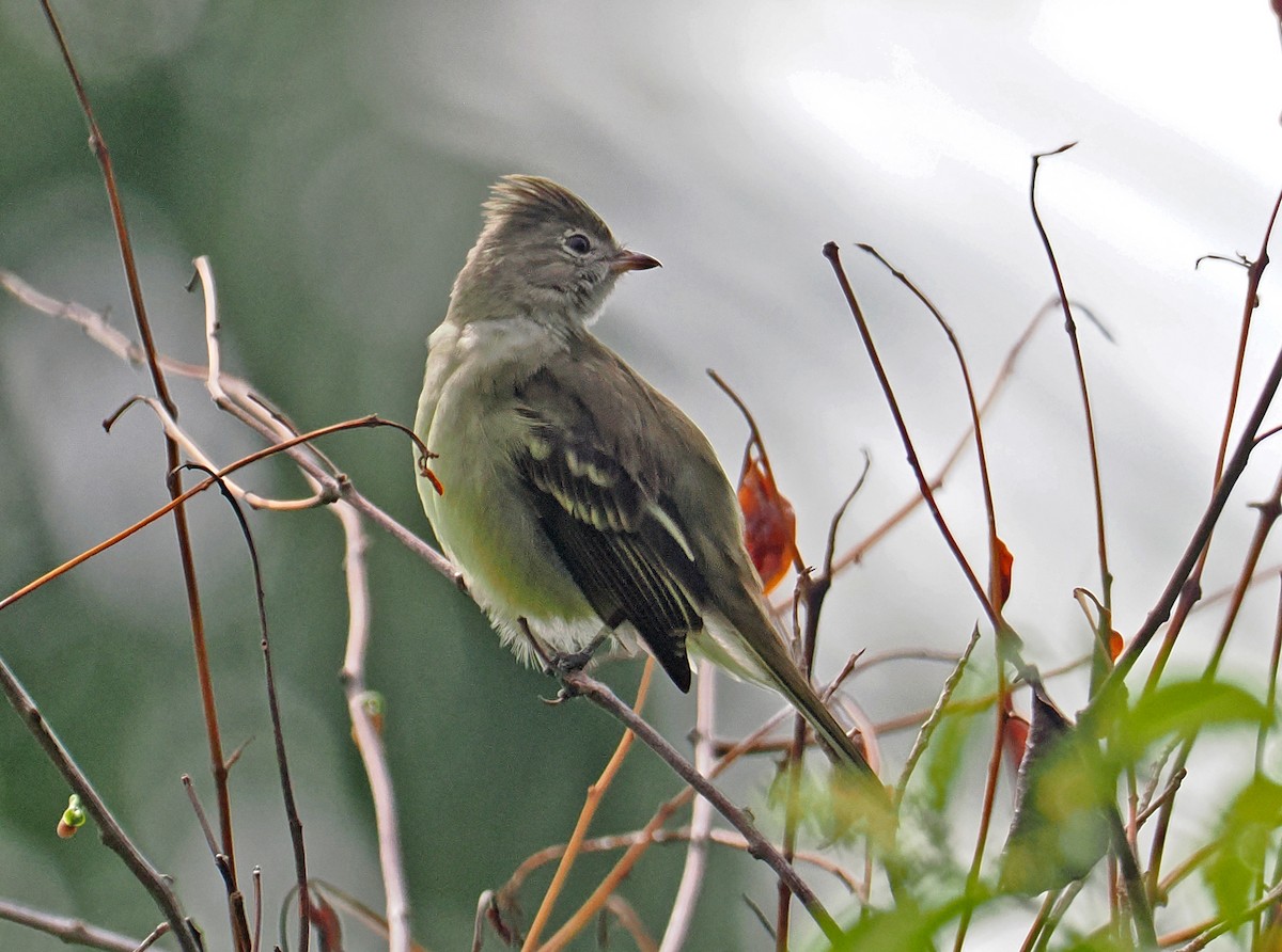 Yellow-bellied Elaenia - ML647344822