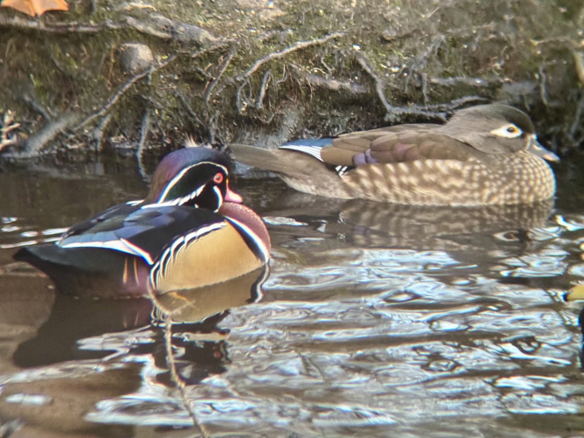 Ahate karolinarra - ML647344853