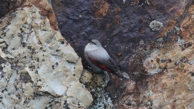 Wallcreeper - ML647344854