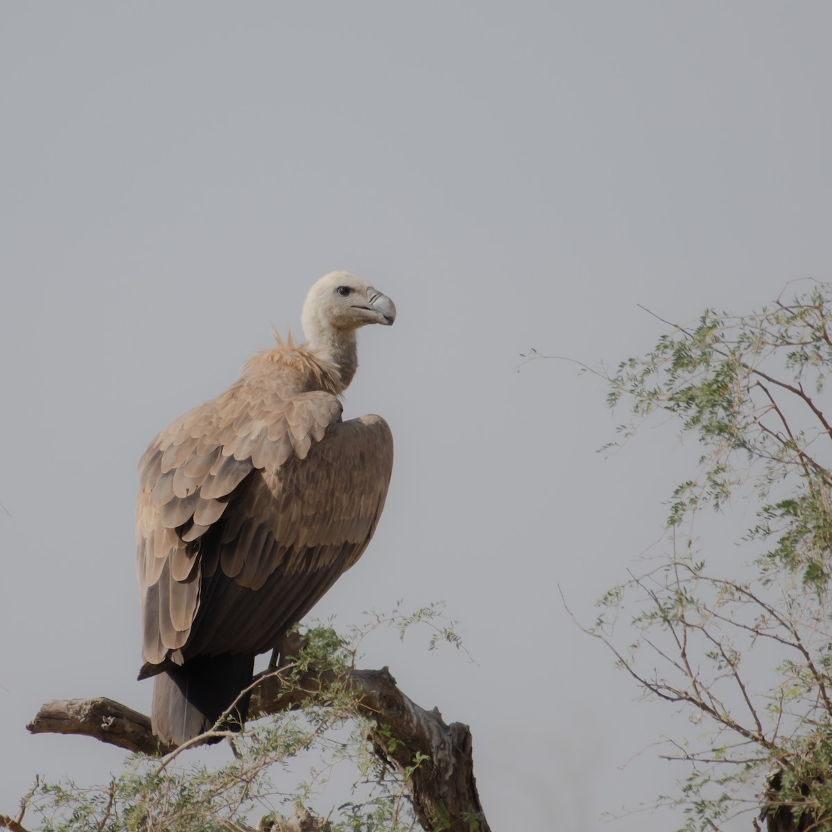 Eurasian Griffon - ML647344855