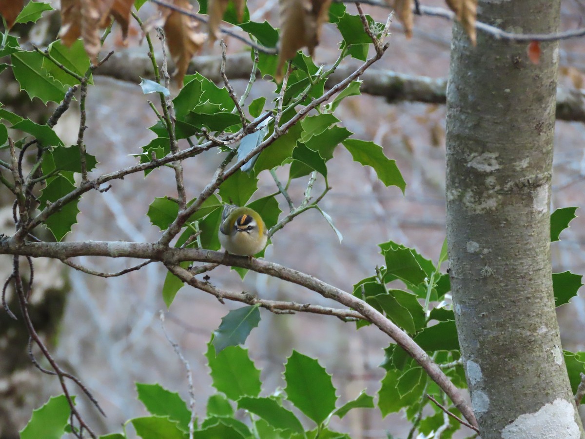 Common Firecrest - ML647344892