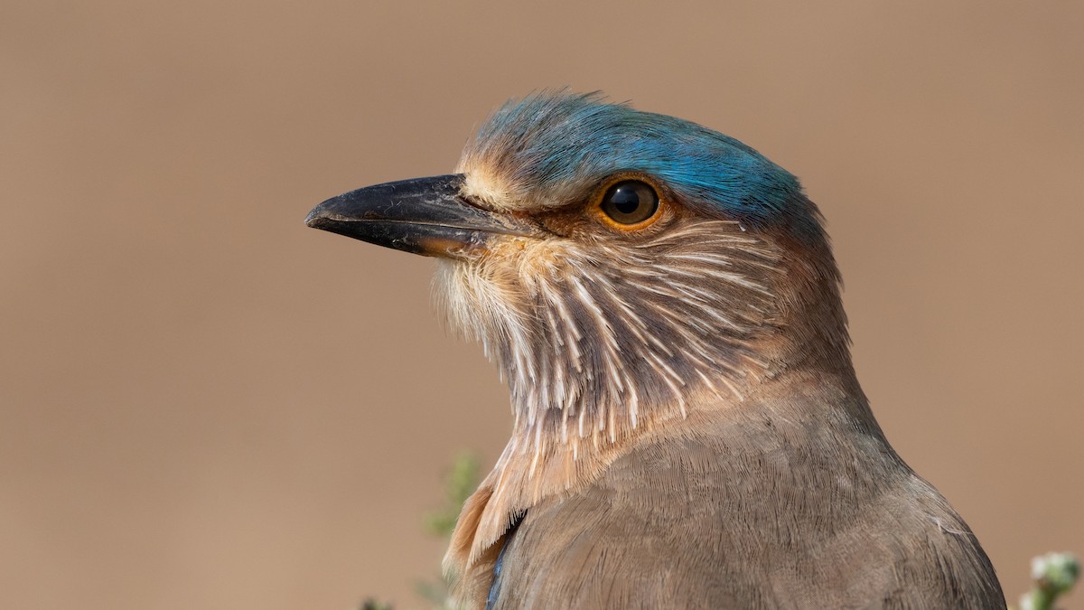 Indian Roller - ML647344899