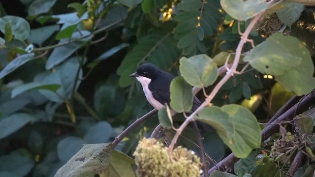 Tropical Boubou - ML647344909