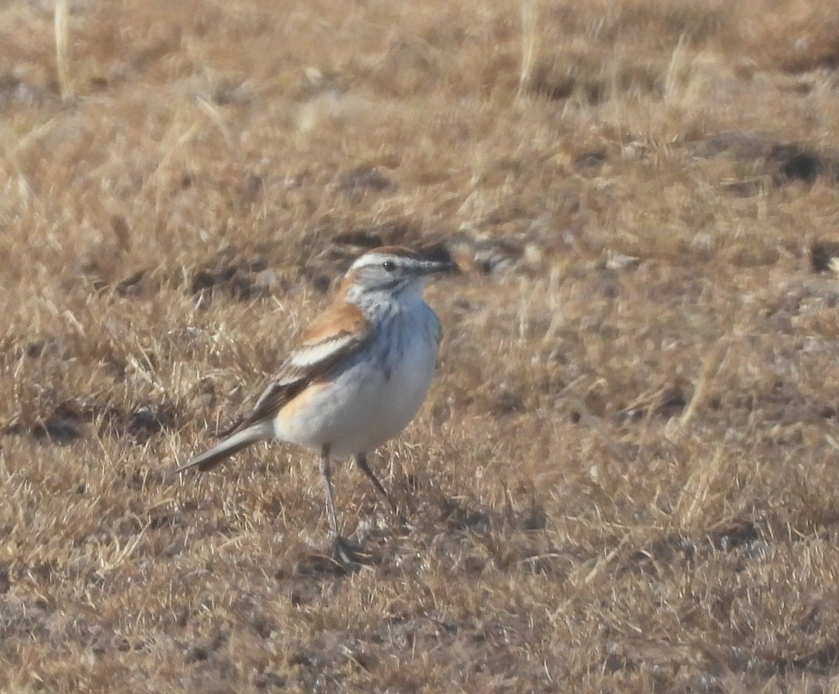 セアカシロタイランチョウ - ML647344935