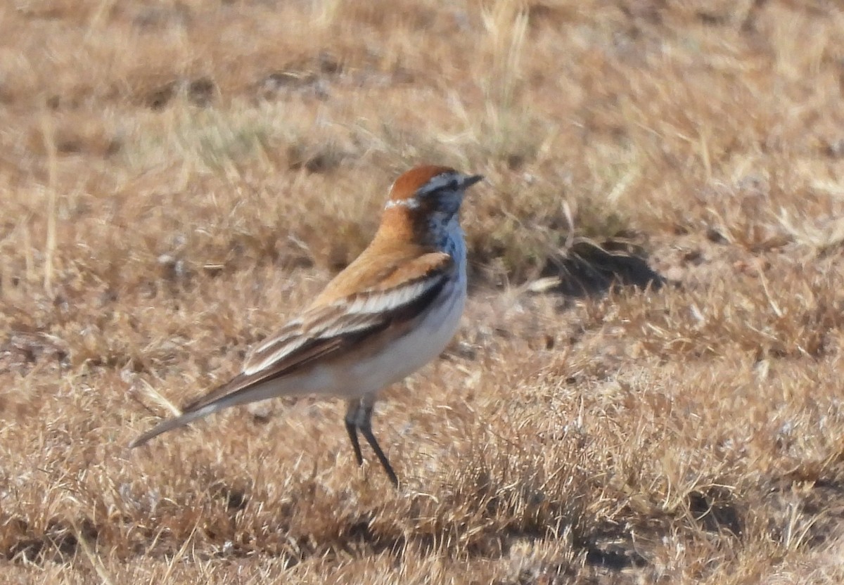 セアカシロタイランチョウ - ML647344936