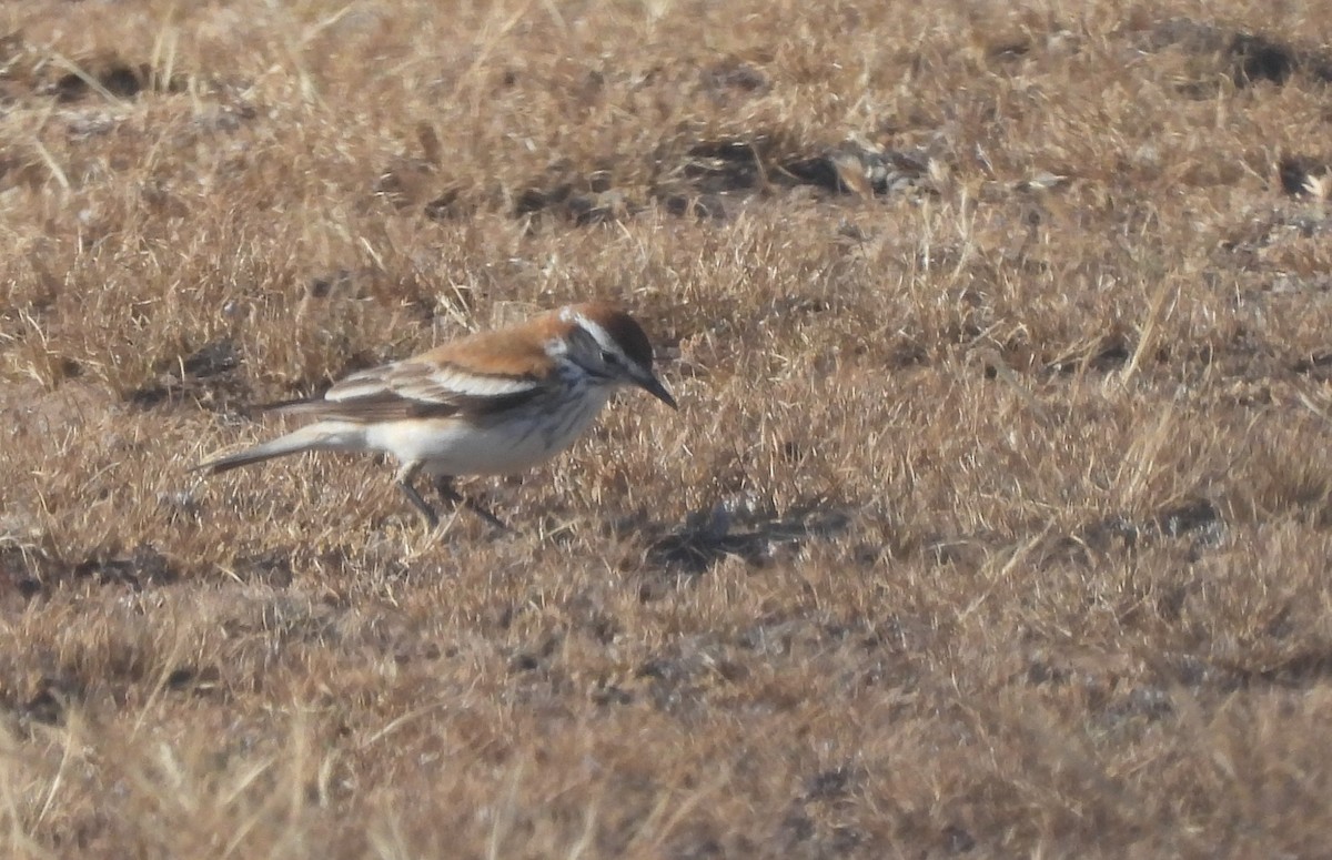 セアカシロタイランチョウ - ML647344937