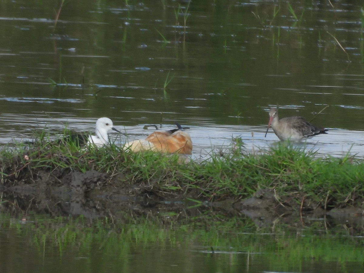 アカツクシガモ - ML647344938