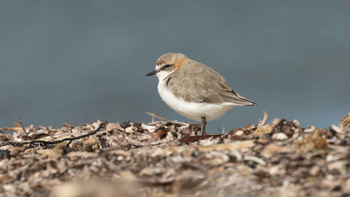 アカエリシロチドリ - ML647344939