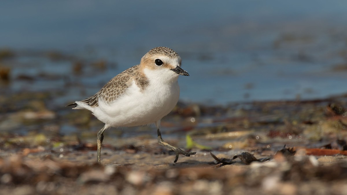 アカエリシロチドリ - ML647344940