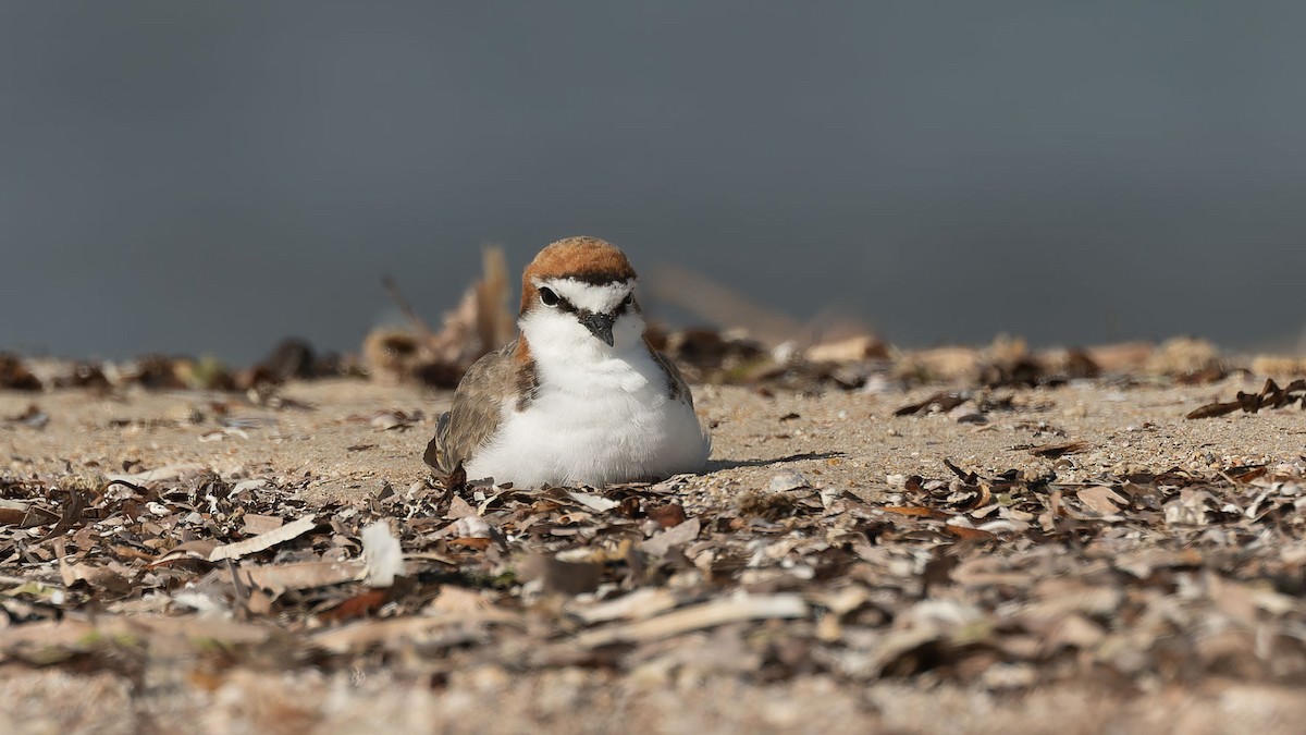 アカエリシロチドリ - ML647344941