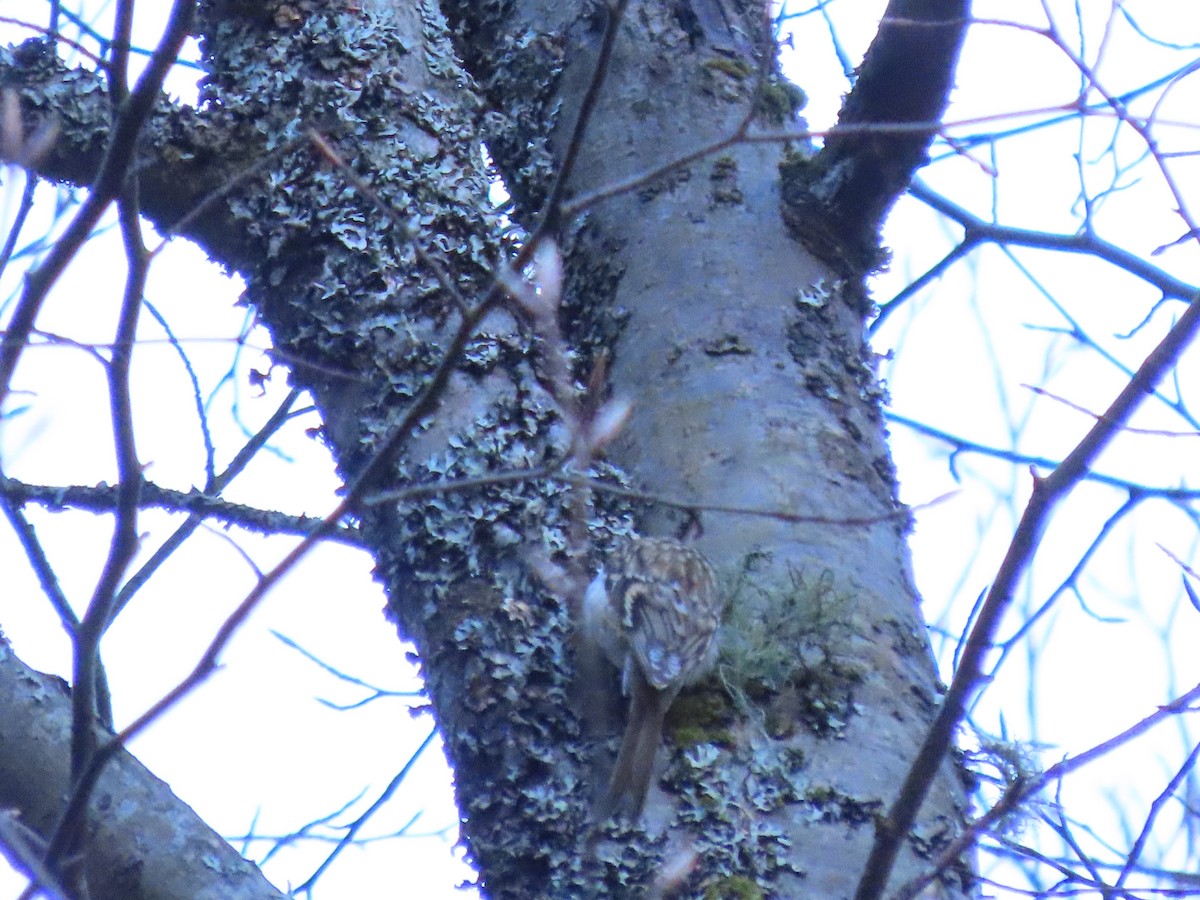 タンシキバシリ - ML647344943