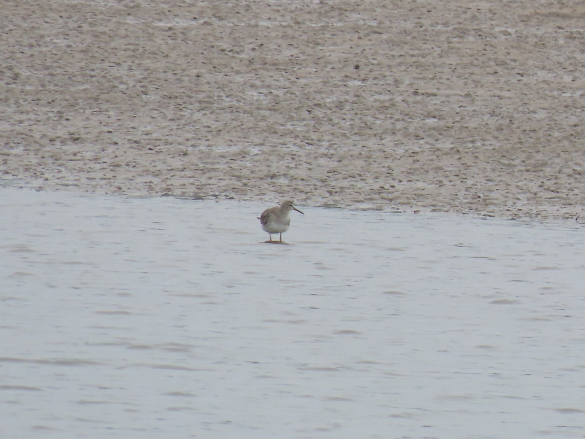 キアシシギ - ML647344944