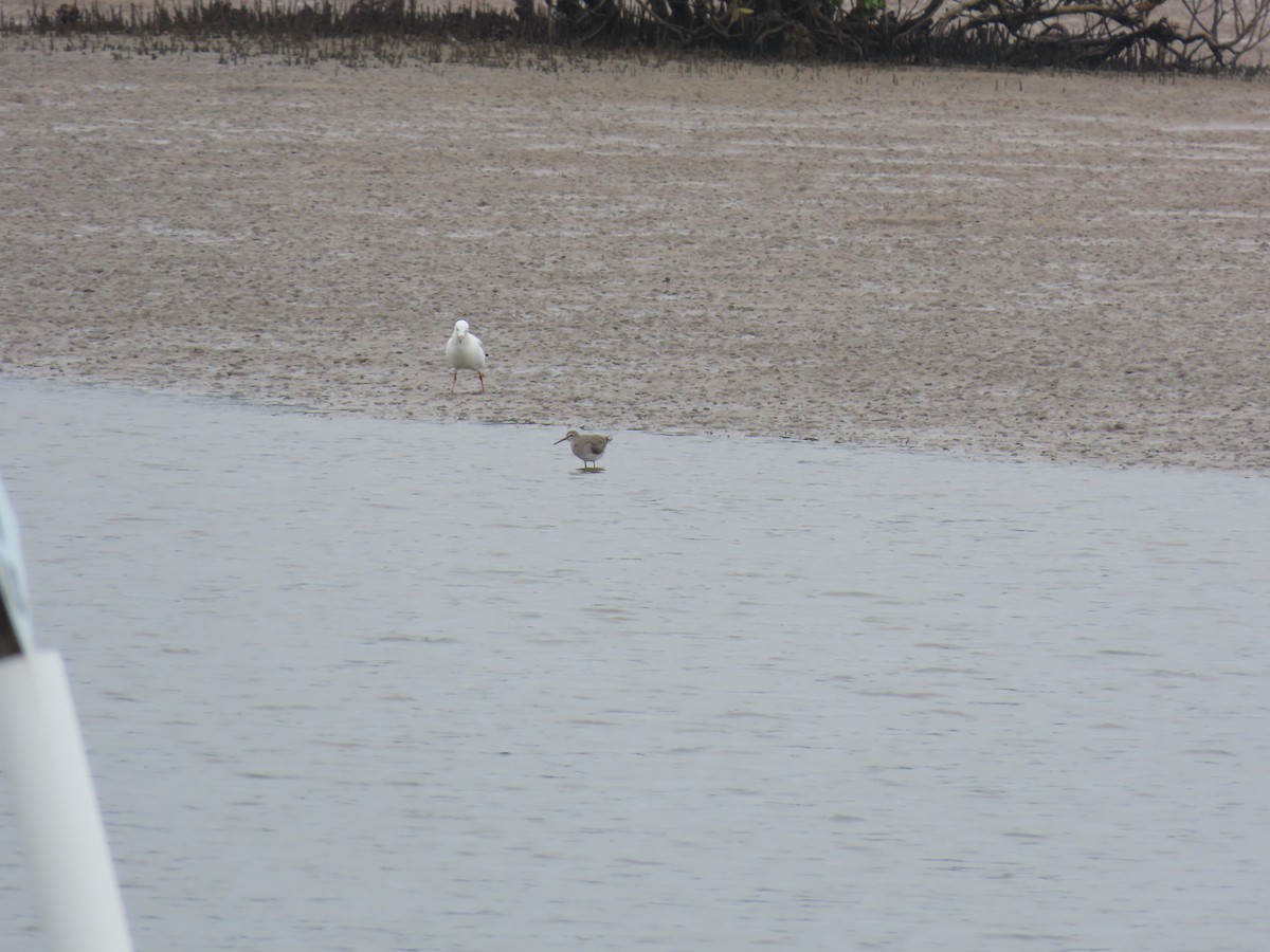 キアシシギ - ML647344945