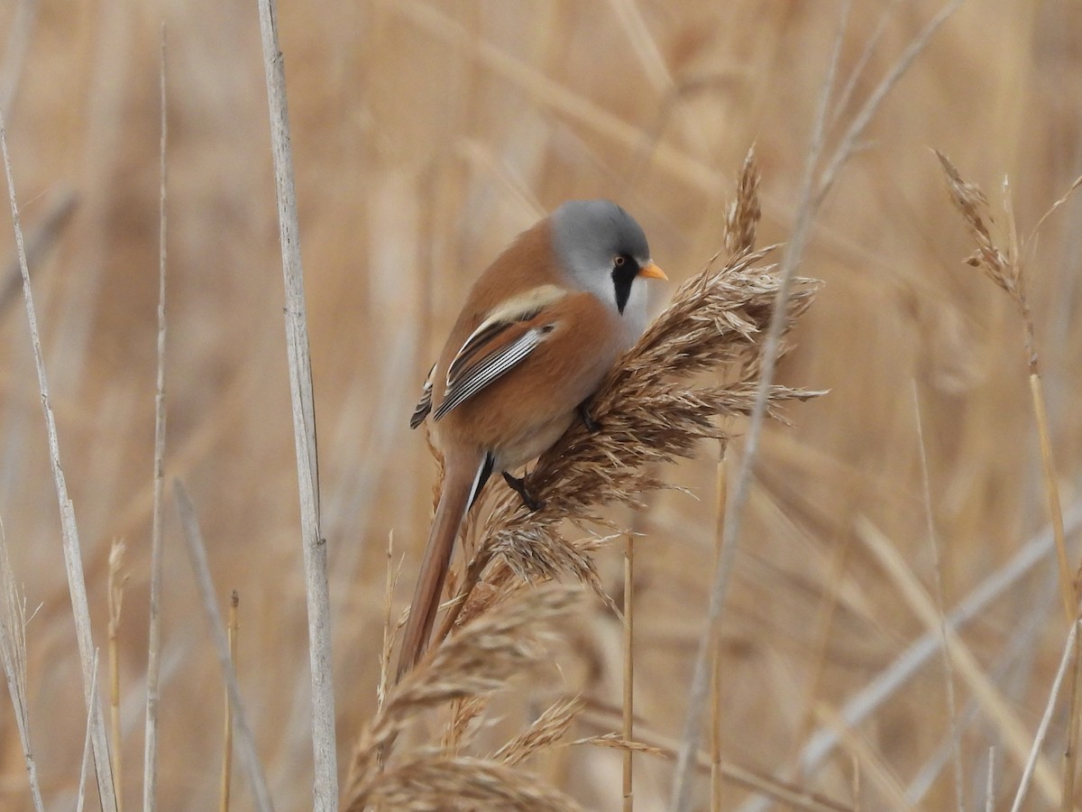 ヒゲガラ - ML647344946