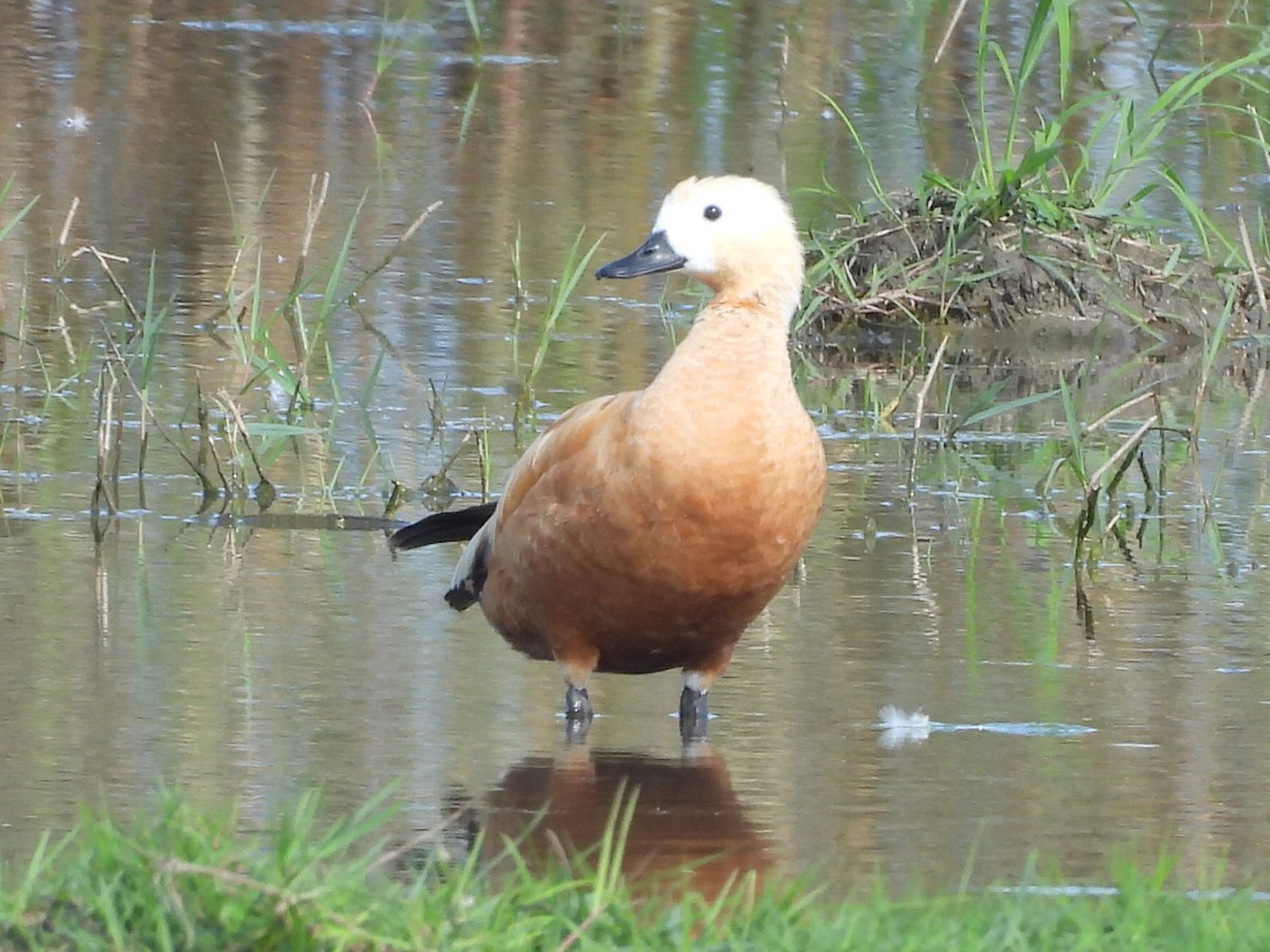 アカツクシガモ - ML647344948